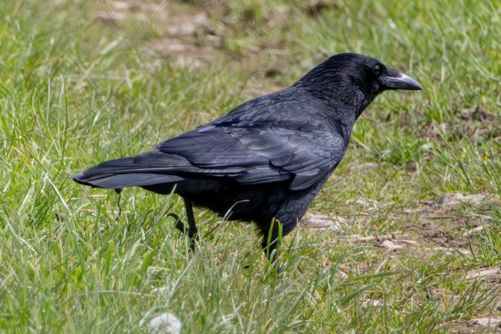 Carrion Crow image 1